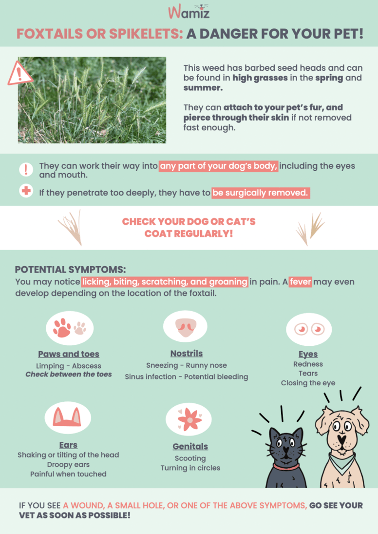 Are grass seeds (spikelets) dangerous to dogs?